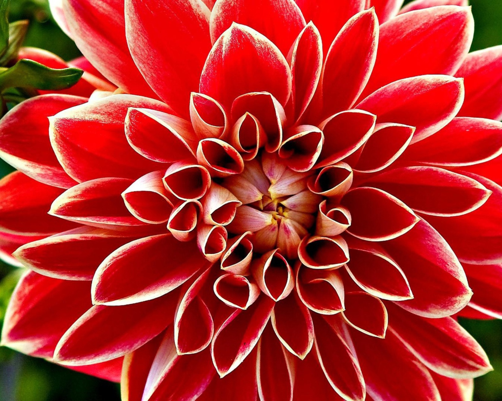 Screenshot №1 pro téma Red Dahlia 1600x1280