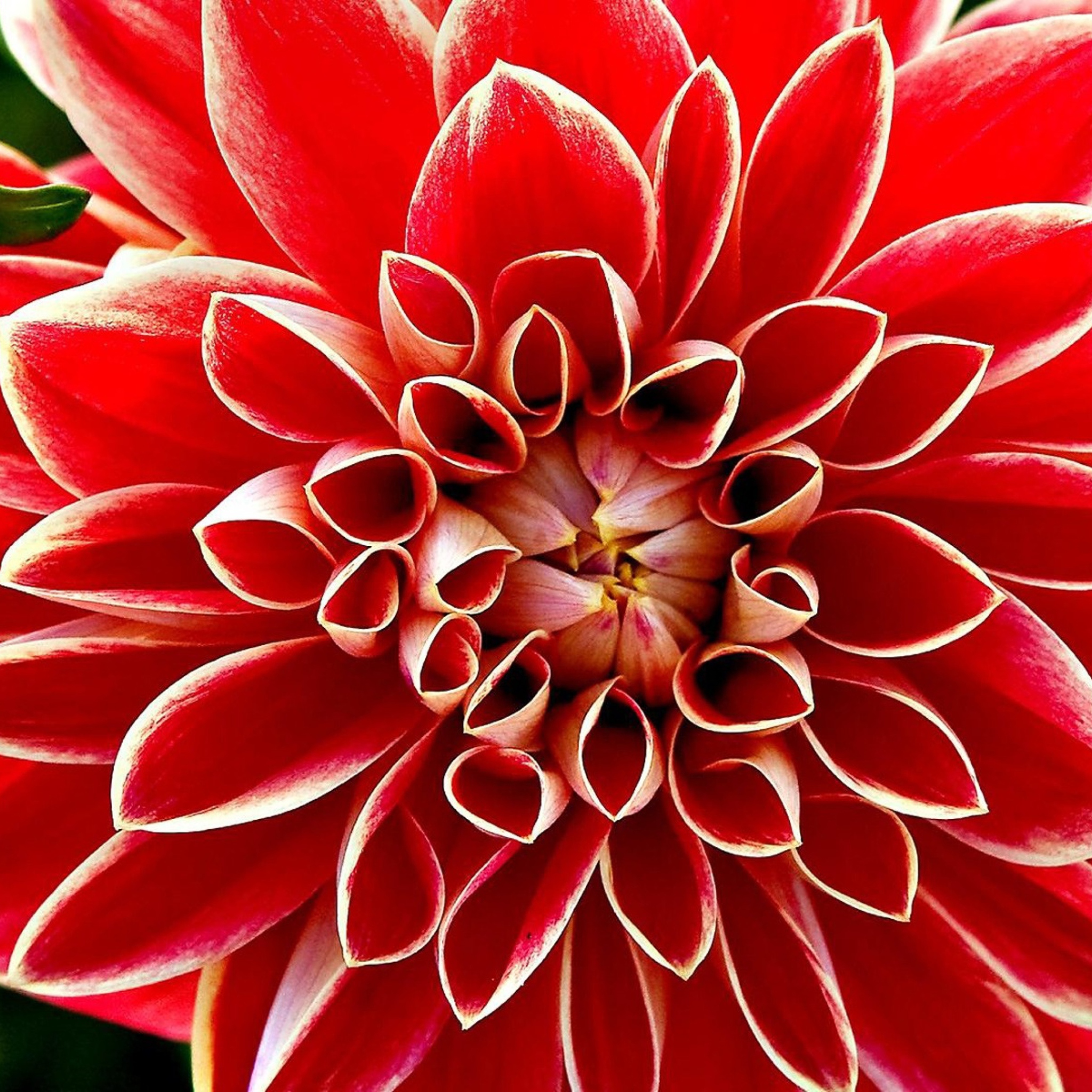 Screenshot №1 pro téma Red Dahlia 2048x2048