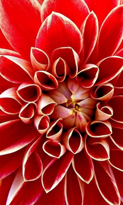 Screenshot №1 pro téma Red Dahlia 240x400