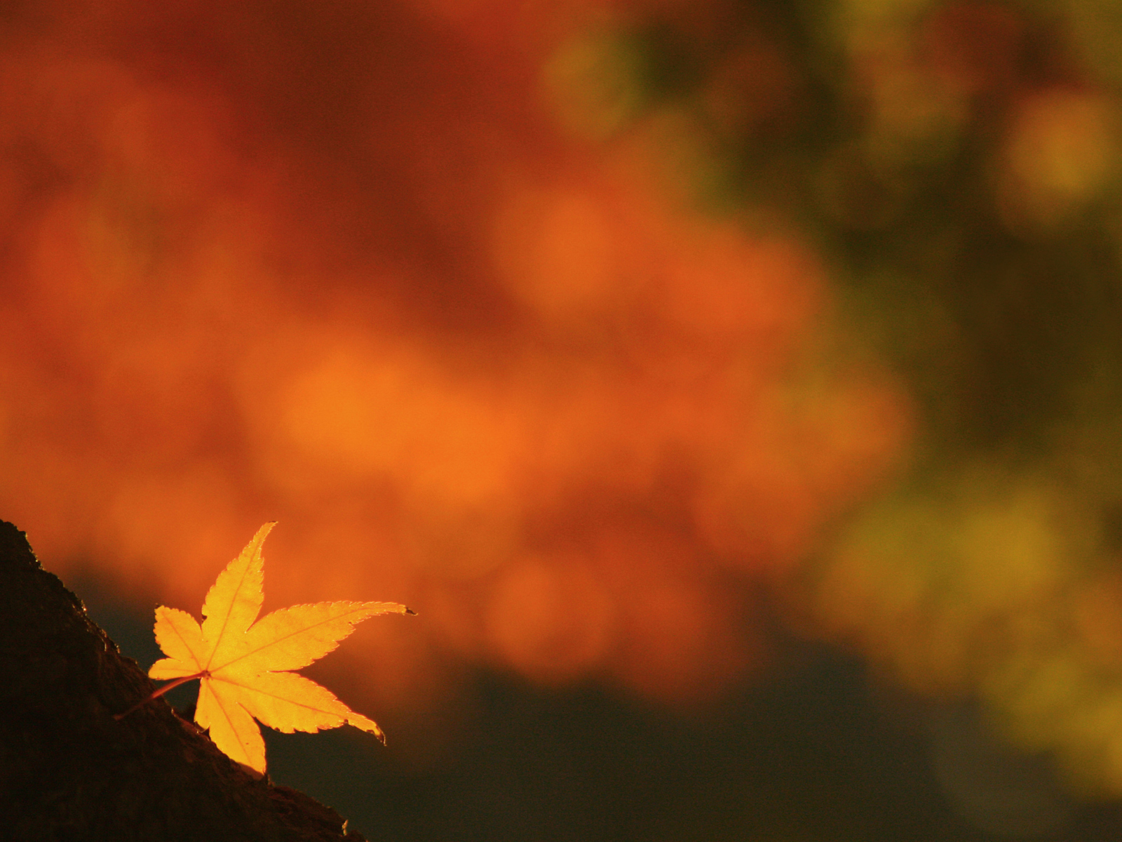 Screenshot №1 pro téma Lonely Yellow Leaf 1600x1200