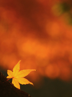 Das Lonely Yellow Leaf Wallpaper 240x320