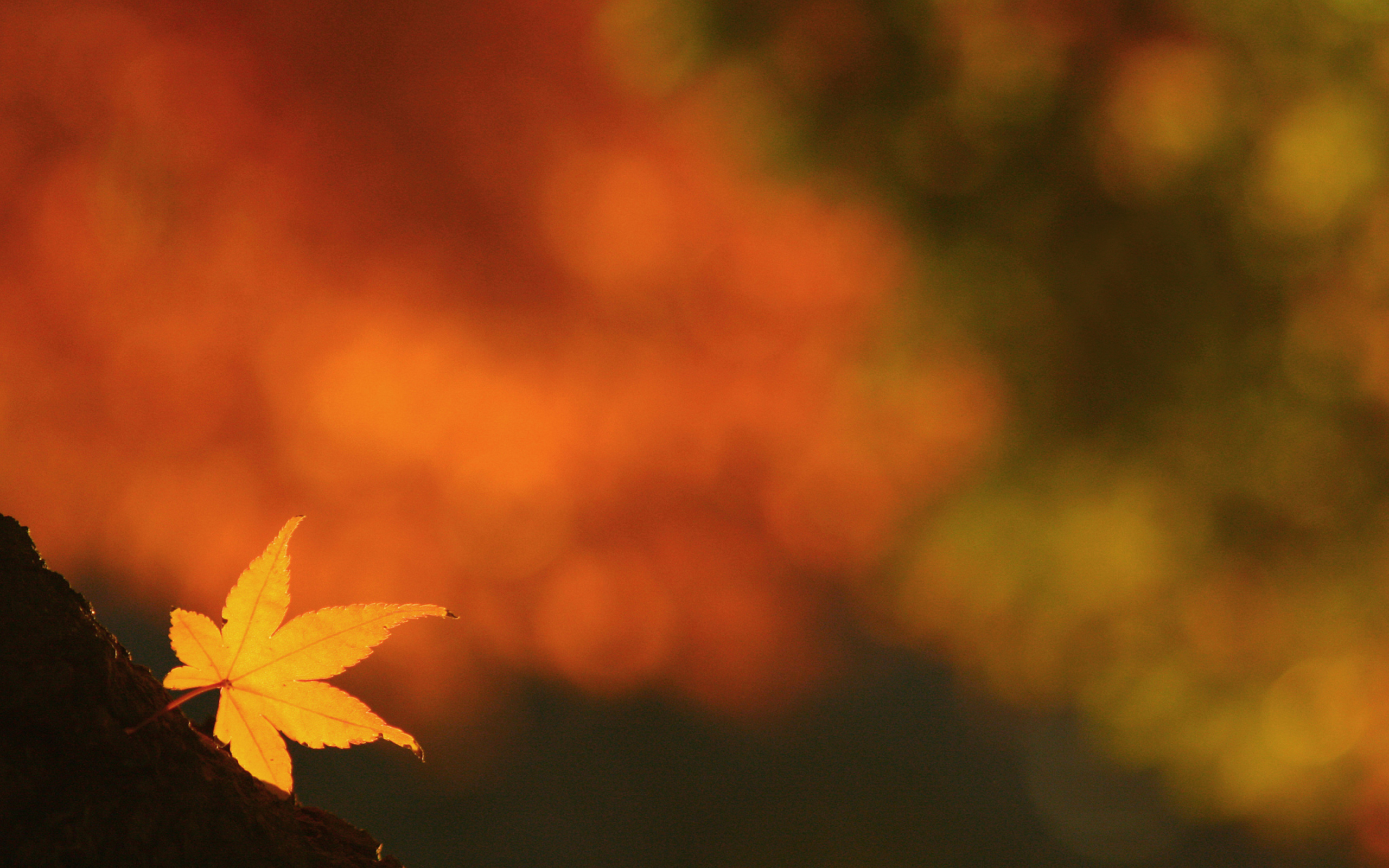 Screenshot №1 pro téma Lonely Yellow Leaf 2560x1600