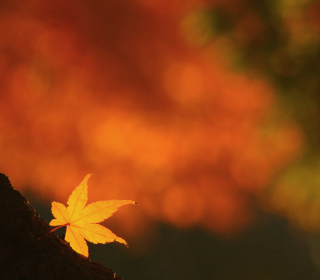 Lonely Yellow Leaf - Obrázkek zdarma pro 128x128