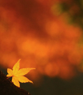 Lonely Yellow Leaf - Obrázkek zdarma pro 480x800