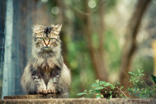 Wild Cat sfondi gratuiti per cellulari Android, iPhone, iPad e desktop
