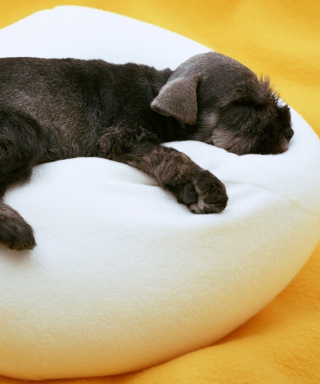 Cute Puppy - Obrázkek zdarma pro Nokia C-5 5MP