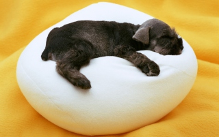 Cute Puppy - Obrázkek zdarma pro Desktop Netbook 1024x600