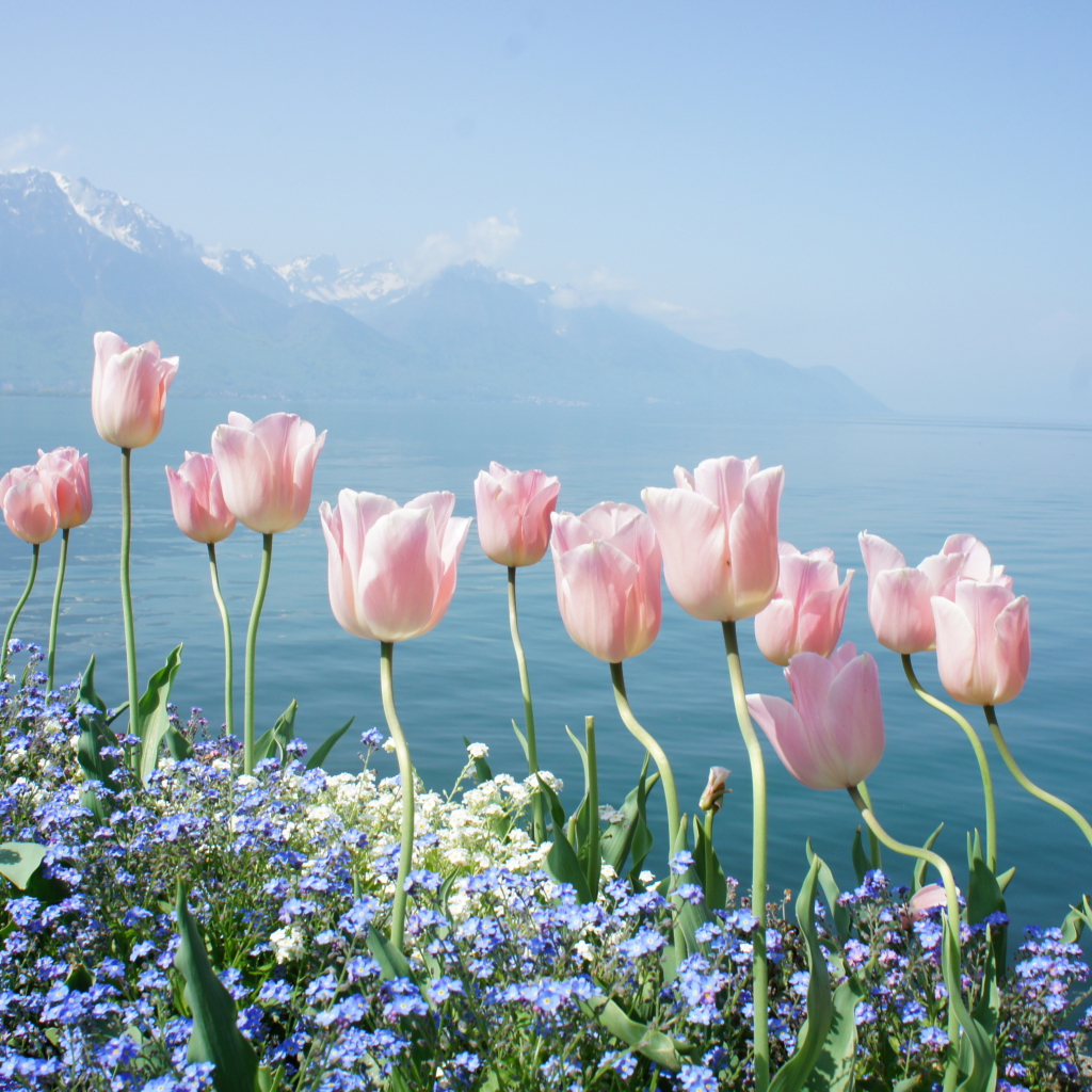 Das Soft Pink Tulips By Lake Wallpaper 1024x1024