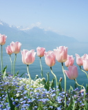 Soft Pink Tulips By Lake wallpaper 128x160