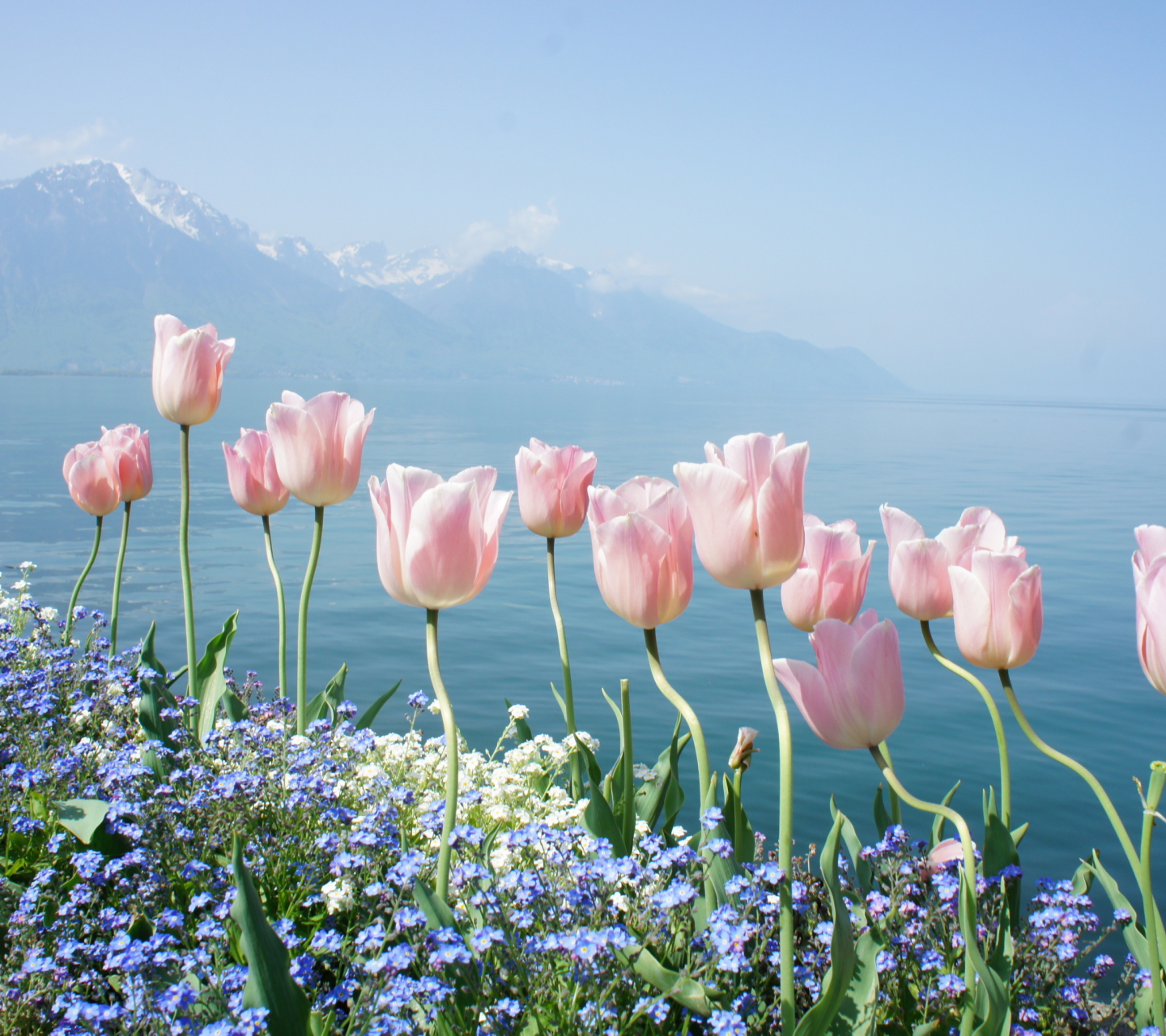 Soft Pink Tulips By Lake wallpaper 1440x1280
