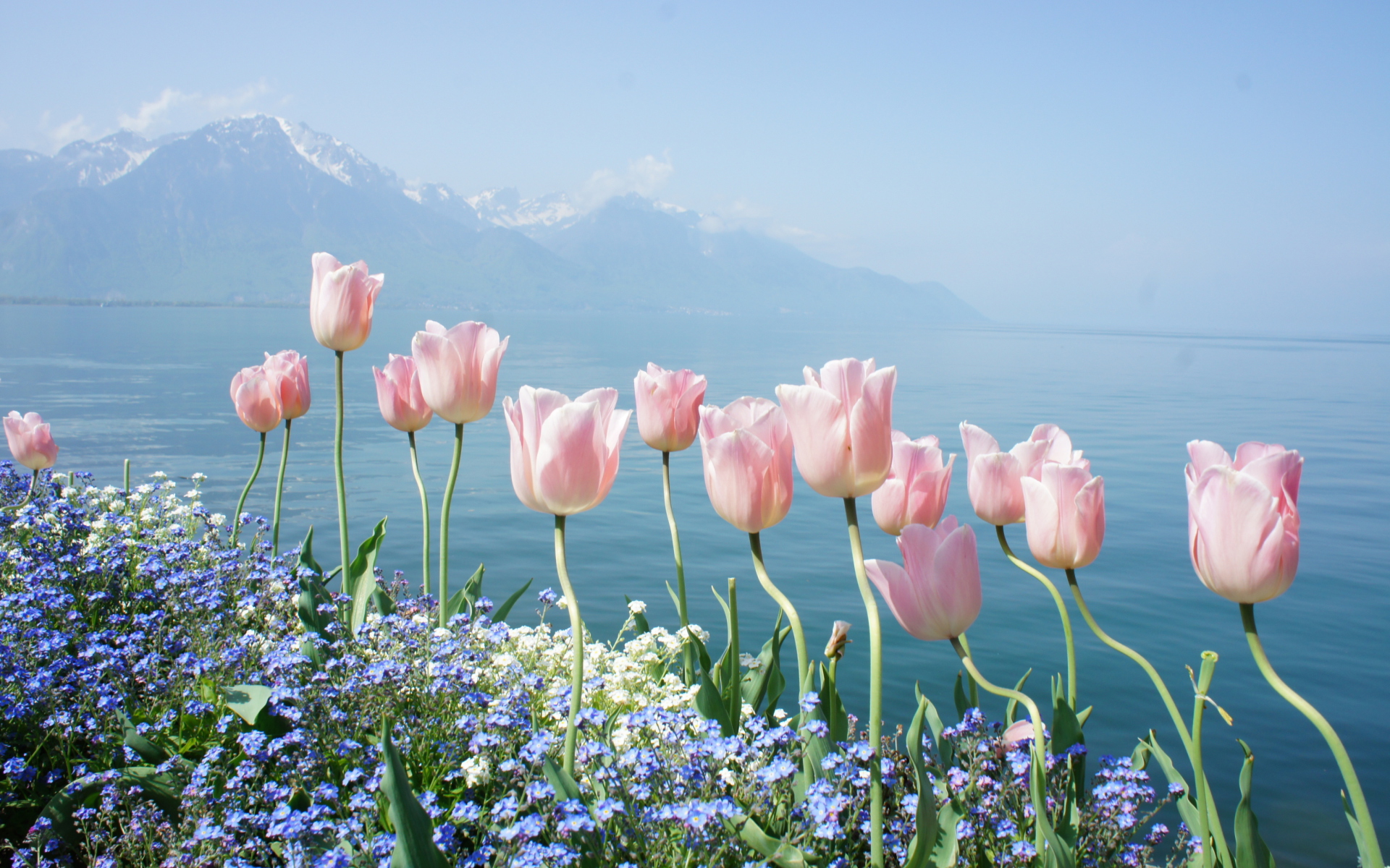 Screenshot №1 pro téma Soft Pink Tulips By Lake 1920x1200