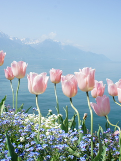 Screenshot №1 pro téma Soft Pink Tulips By Lake 240x320