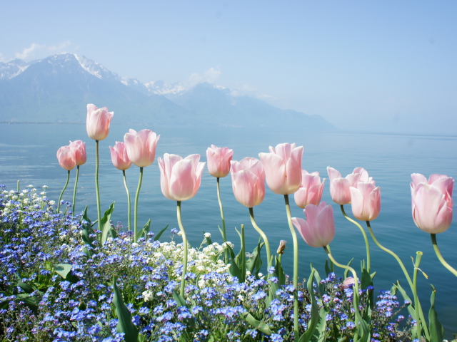 Screenshot №1 pro téma Soft Pink Tulips By Lake 640x480