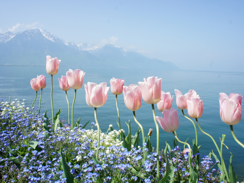 Screenshot №1 pro téma Soft Pink Tulips By Lake 800x600