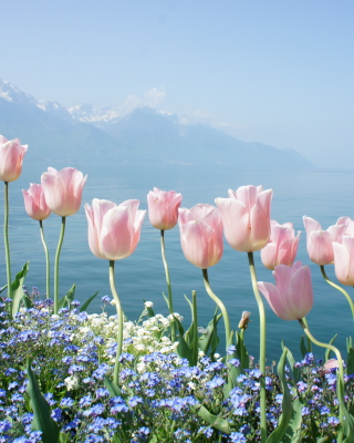 Soft Pink Tulips By Lake sfondi gratuiti per 640x1136