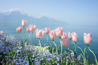 Soft Pink Tulips By Lake - Obrázkek zdarma 