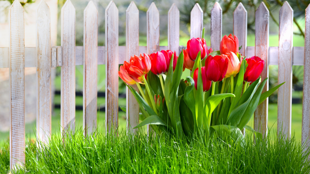 Fondo de pantalla Tulips in Garden 1280x720