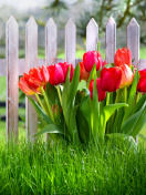 Sfondi Tulips in Garden 132x176