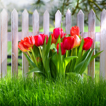 Sfondi Tulips in Garden 208x208