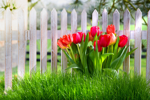 Screenshot №1 pro téma Tulips in Garden 480x320