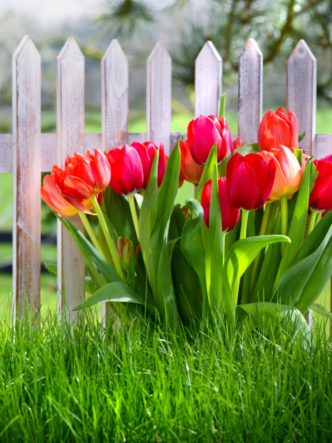 Обои Tulips in Garden 480x640