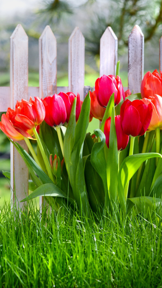 Обои Tulips in Garden 640x1136