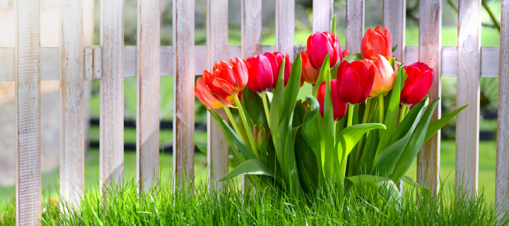 Обои Tulips in Garden 720x320