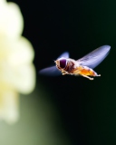 Flying Bee wallpaper 128x160