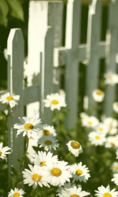 Обои Daisy Fence 240x400