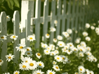 Daisy Fence screenshot #1 320x240