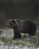 Large Bear wallpaper 128x160