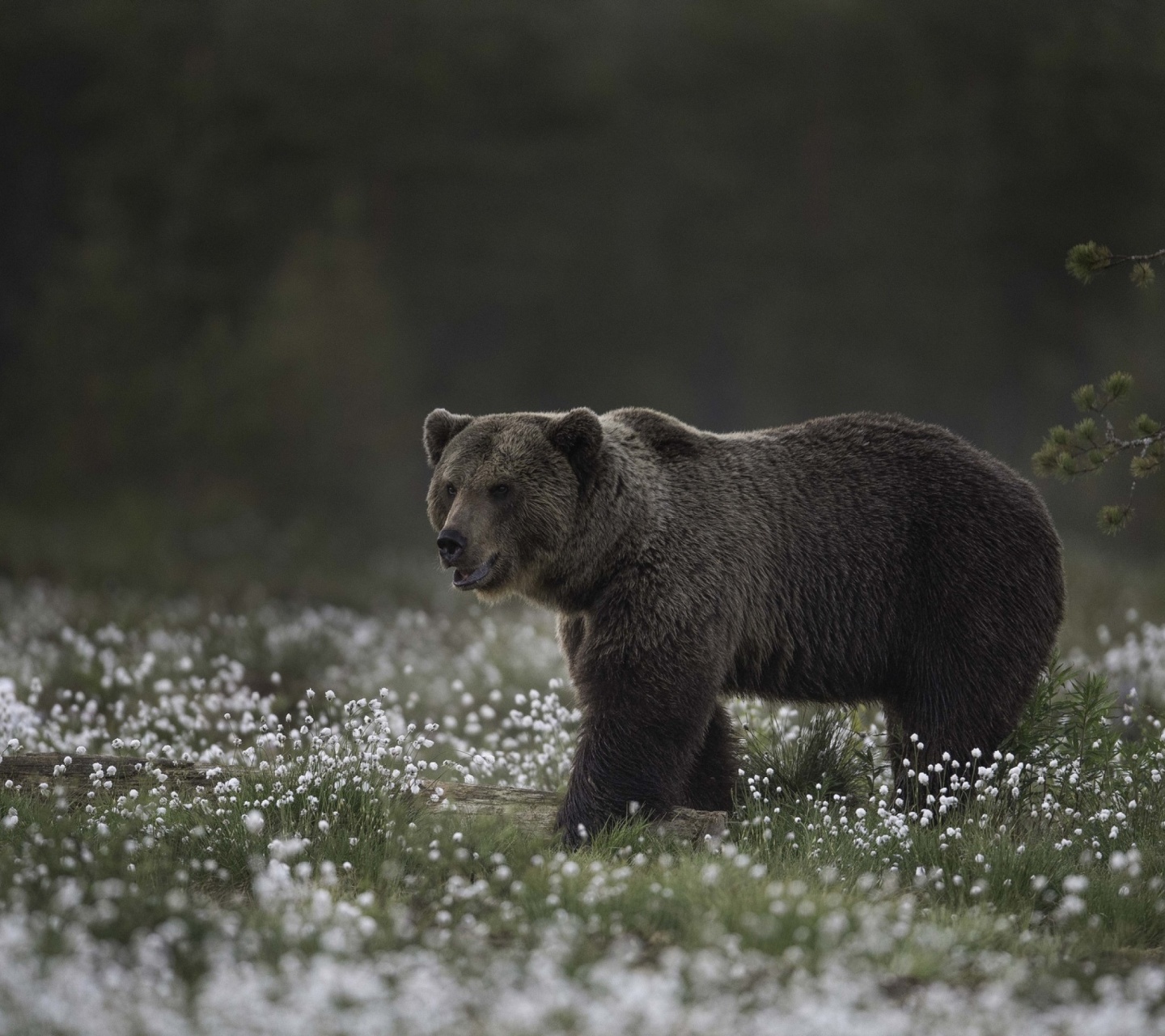 Large Bear wallpaper 1440x1280