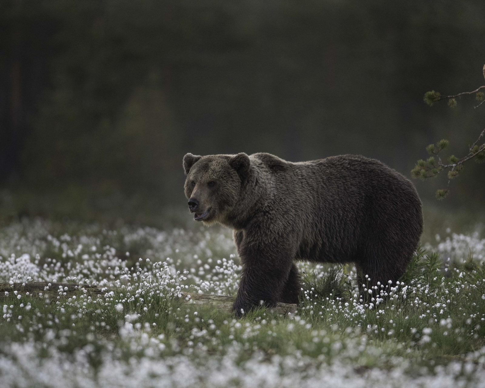 Fondo de pantalla Large Bear 1600x1280