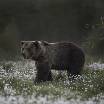 Large Bear screenshot #1 208x208