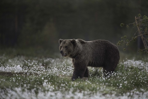 Обои Large Bear 480x320