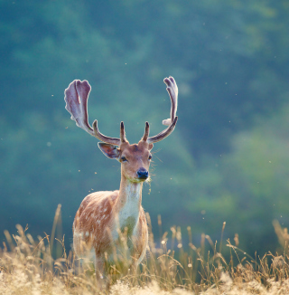 Deer - Obrázkek zdarma pro iPad