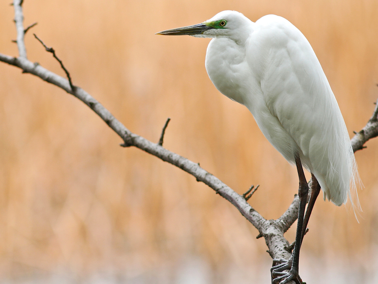 Fondo de pantalla Heron on Branch 1280x960