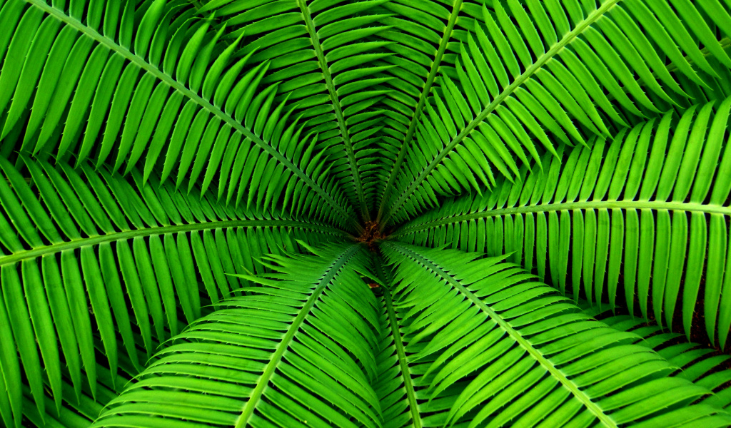 Fondo de pantalla Fern 1024x600