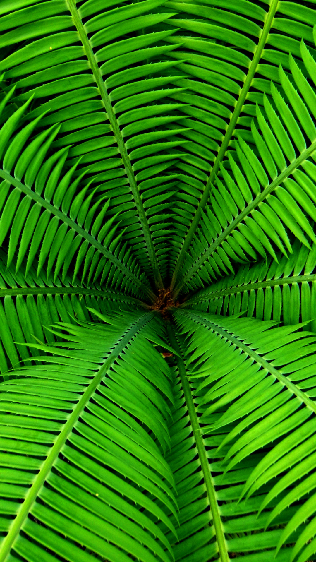 Fondo de pantalla Fern 1080x1920