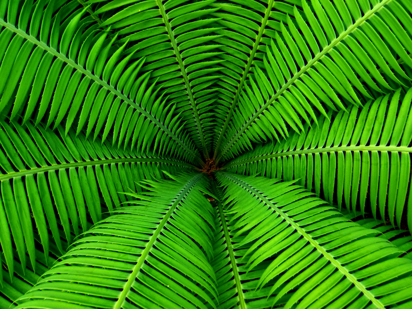 Fern wallpaper 1400x1050