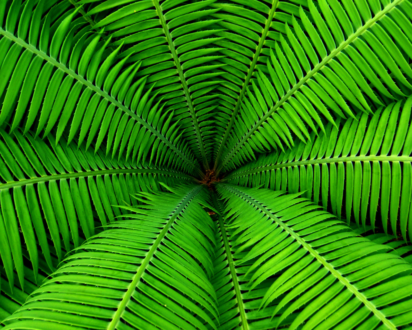 Screenshot №1 pro téma Fern 1600x1280