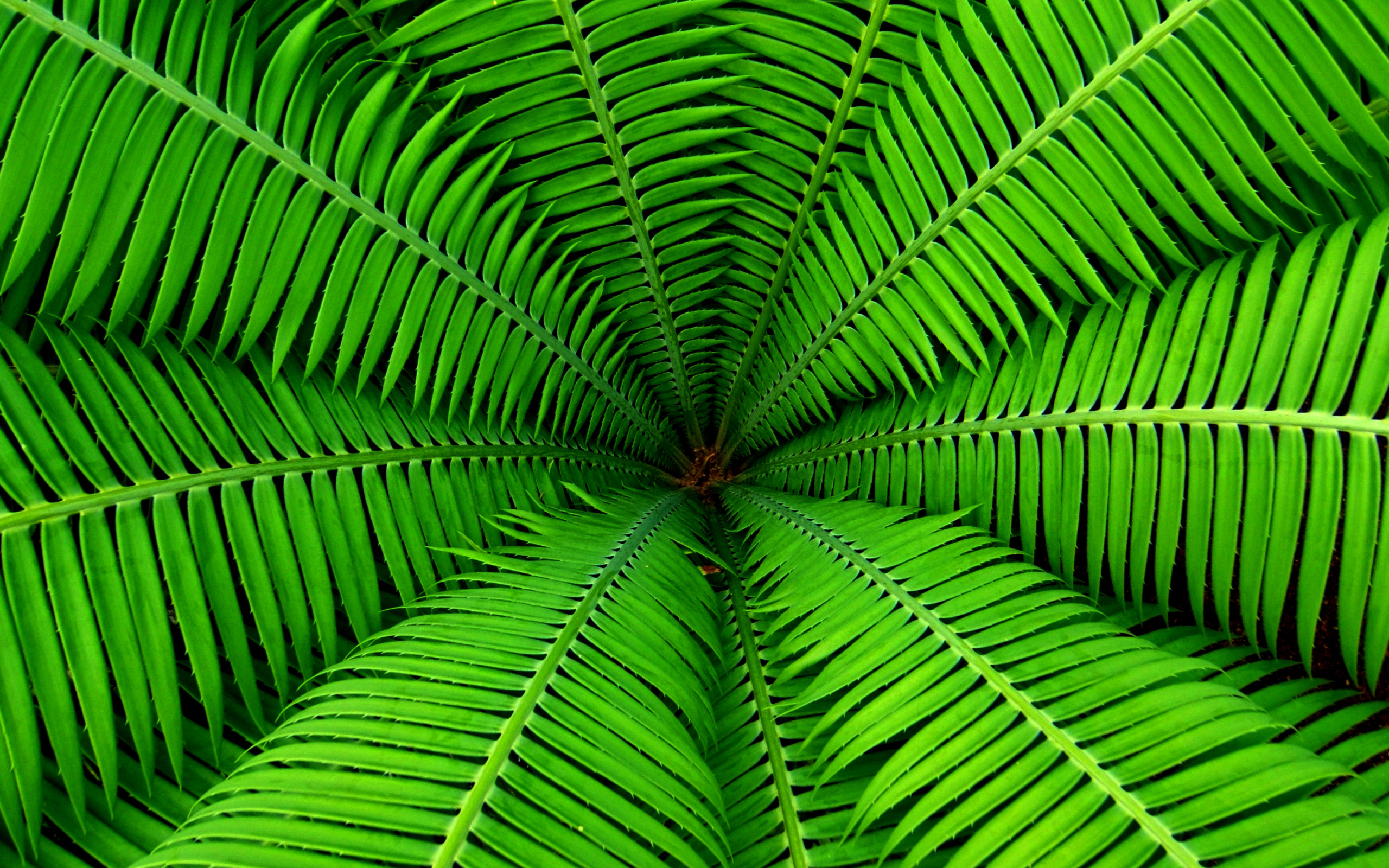 Sfondi Fern 2560x1600