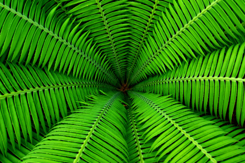 Das Fern Wallpaper 480x320