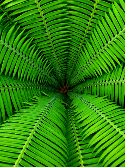 Fern screenshot #1 480x640