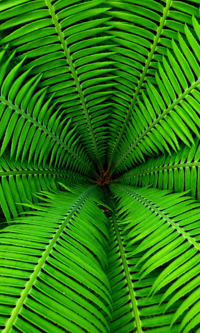 Sfondi Fern 768x1280