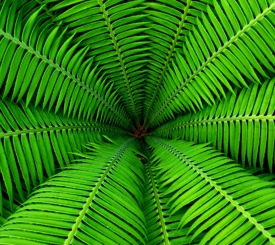 Sfondi Fern 960x854