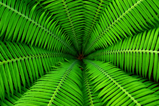 Kostenloses Fern Wallpaper für Android, iPhone und iPad