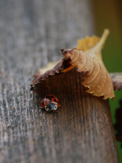 Screenshot №1 pro téma Lady Bug Hiding In Leaf 240x320