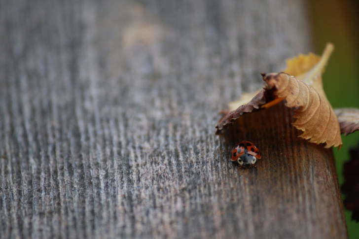 Screenshot №1 pro téma Lady Bug Hiding In Leaf