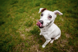 Cute Dog - Obrázkek zdarma pro Samsung Galaxy S6